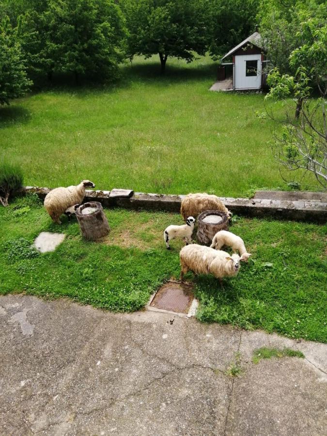 Apartman Duba Senj  Zewnętrze zdjęcie